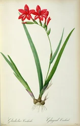 Gladiolus Cardinalis, de 